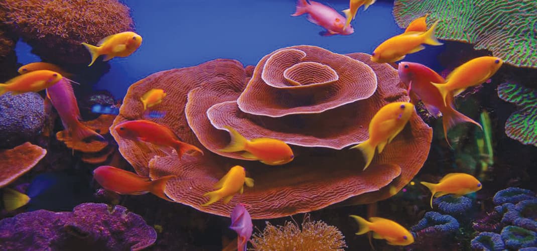 Eilat by Red Sea, Israel
