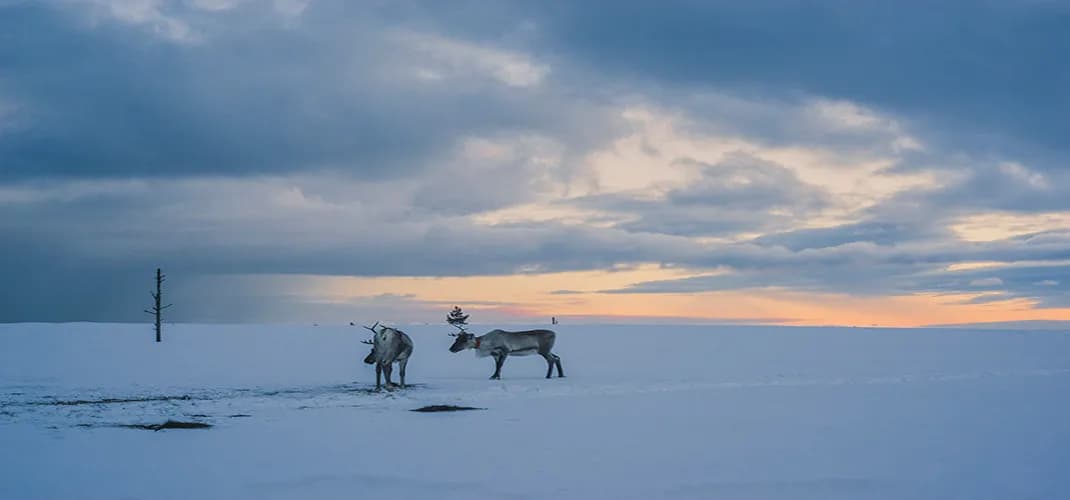 Reindeer in Saariselkä, Finland