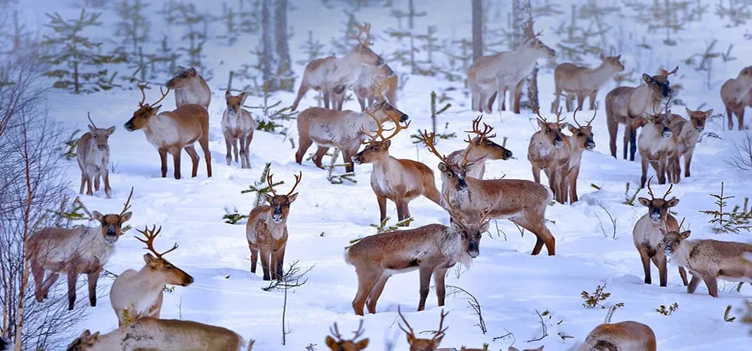 Reindeers, Oulu, Finland