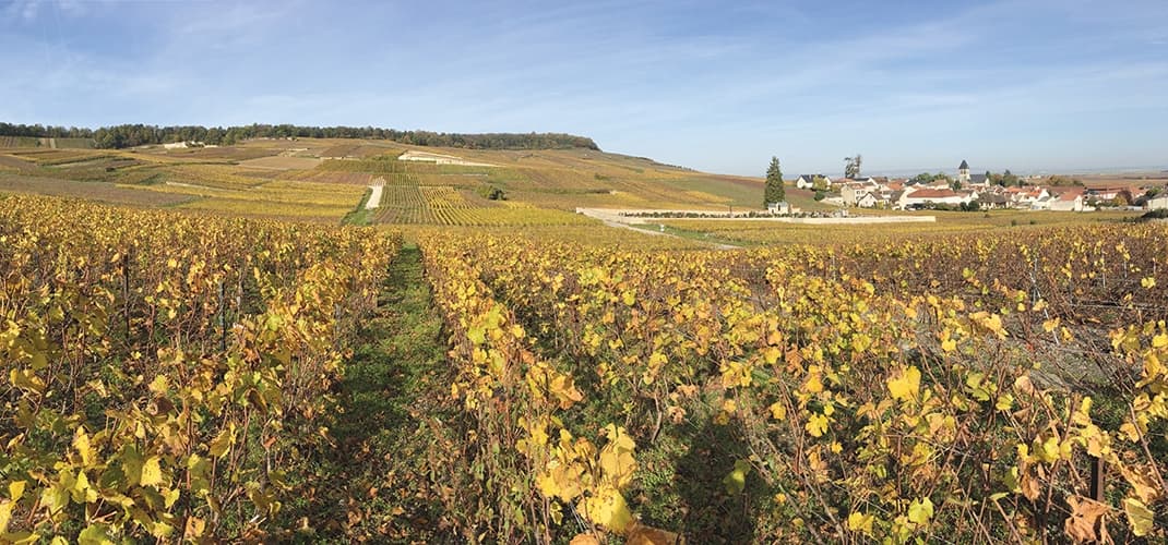 Champagne Vineyard, France