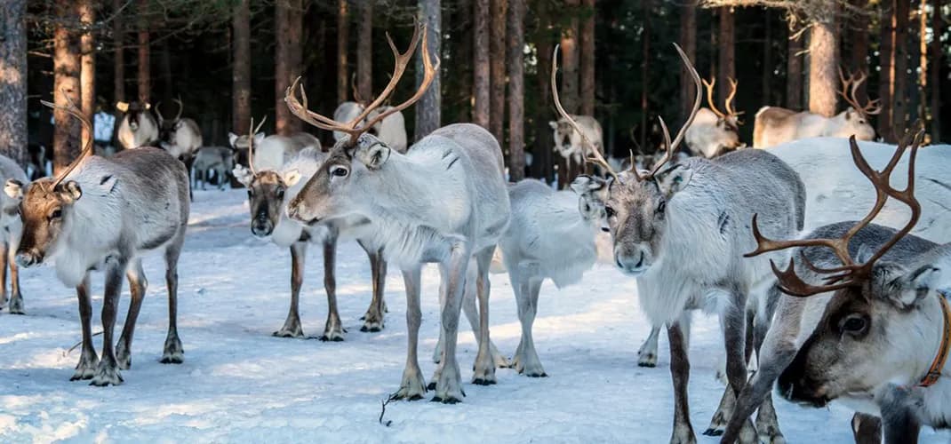Reindeer Farm, Rovaniemi, Finland